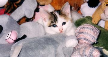 files/_uploads/katatjuta/bilder/Katzen/144[1].jpg